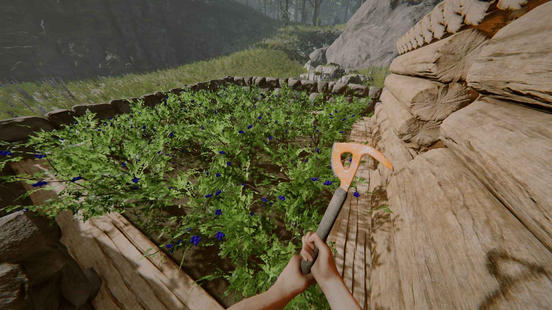 The Forest